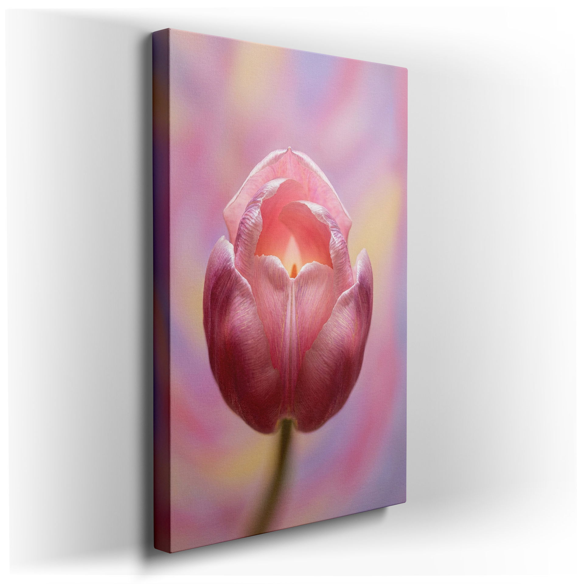 A close-up highlights the soft pink petals of a tulip; a beautiful piece of wall art.