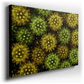 Microscopic Floral Pattern - Botanical Canvas Wall Art