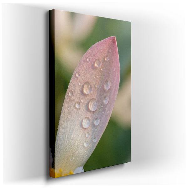 Dew Drops on Petal - Floral Canvas Wall Art