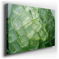Ice Cube & Plant Abstract Wall Art