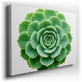 Succulent Plant Close-Up - Botanical Canvas Wall Art
