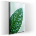 Frosted Leaf Close-Up - Nature Inspired Canvas Wall Art