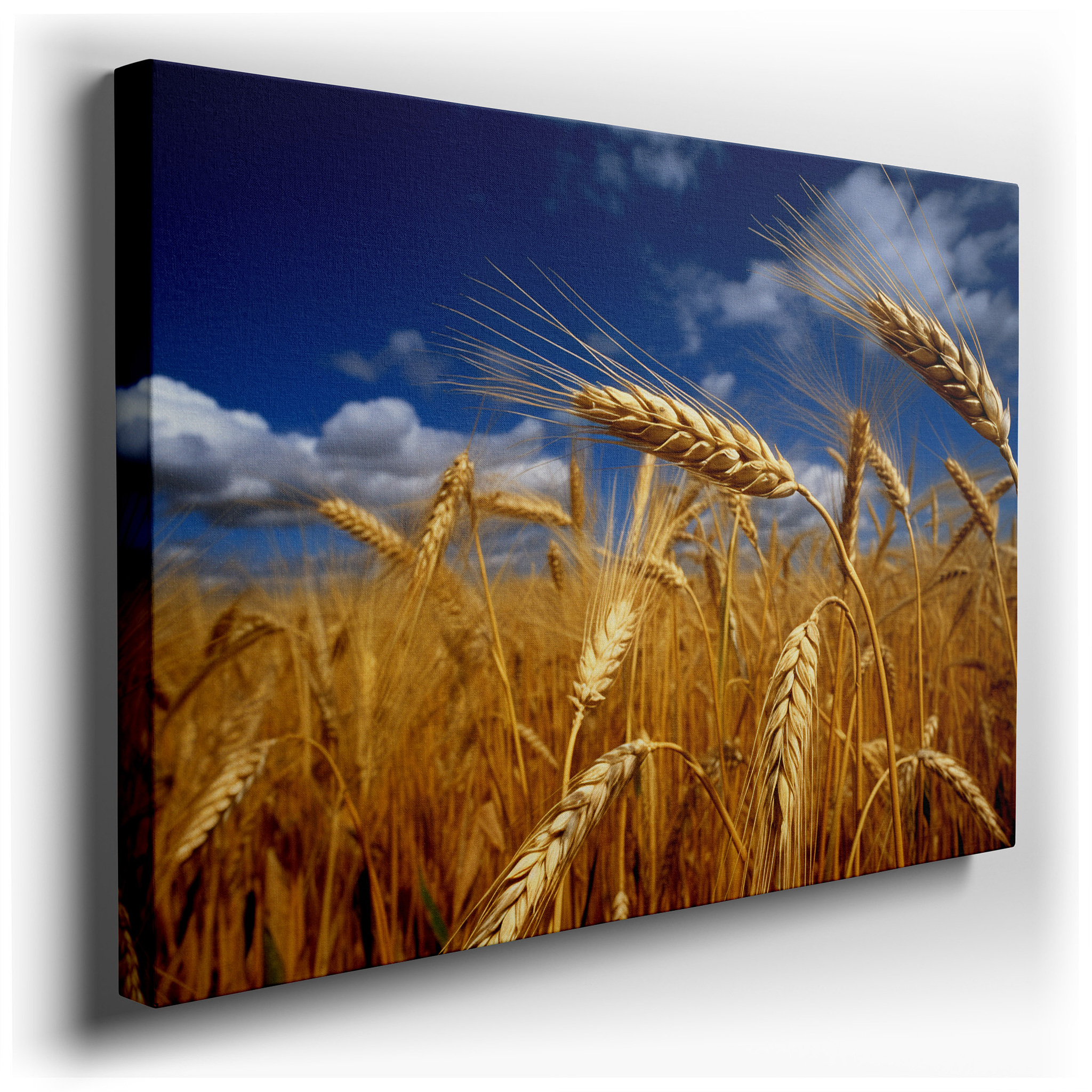 Golden Wheat Field Beneath a Bright Blue Sky - Emblematic of Growth and Peaceful Countryside Living, Large Wall Art,