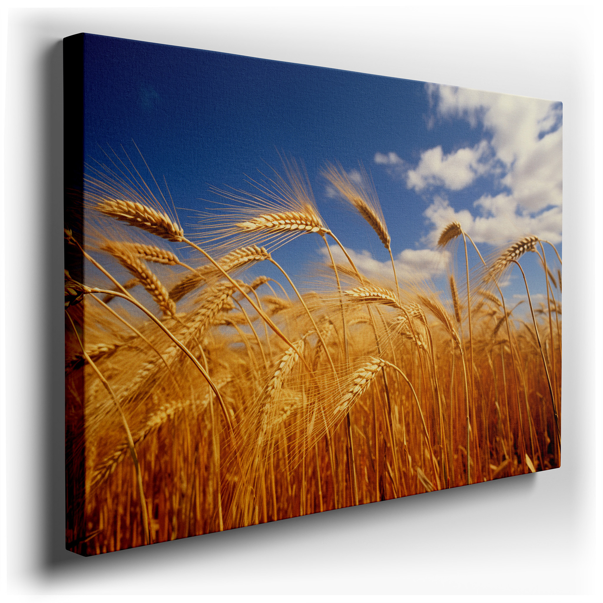 Golden Wheat Field Beneath a Vibrant Blue Sky - Peaceful Blend of Earth and Sky, Large Wall Art, Canvas Wall Art, Wall
