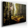 Majestic Birches and Dancing Light in a Lush Forest - Canvas Wall Art