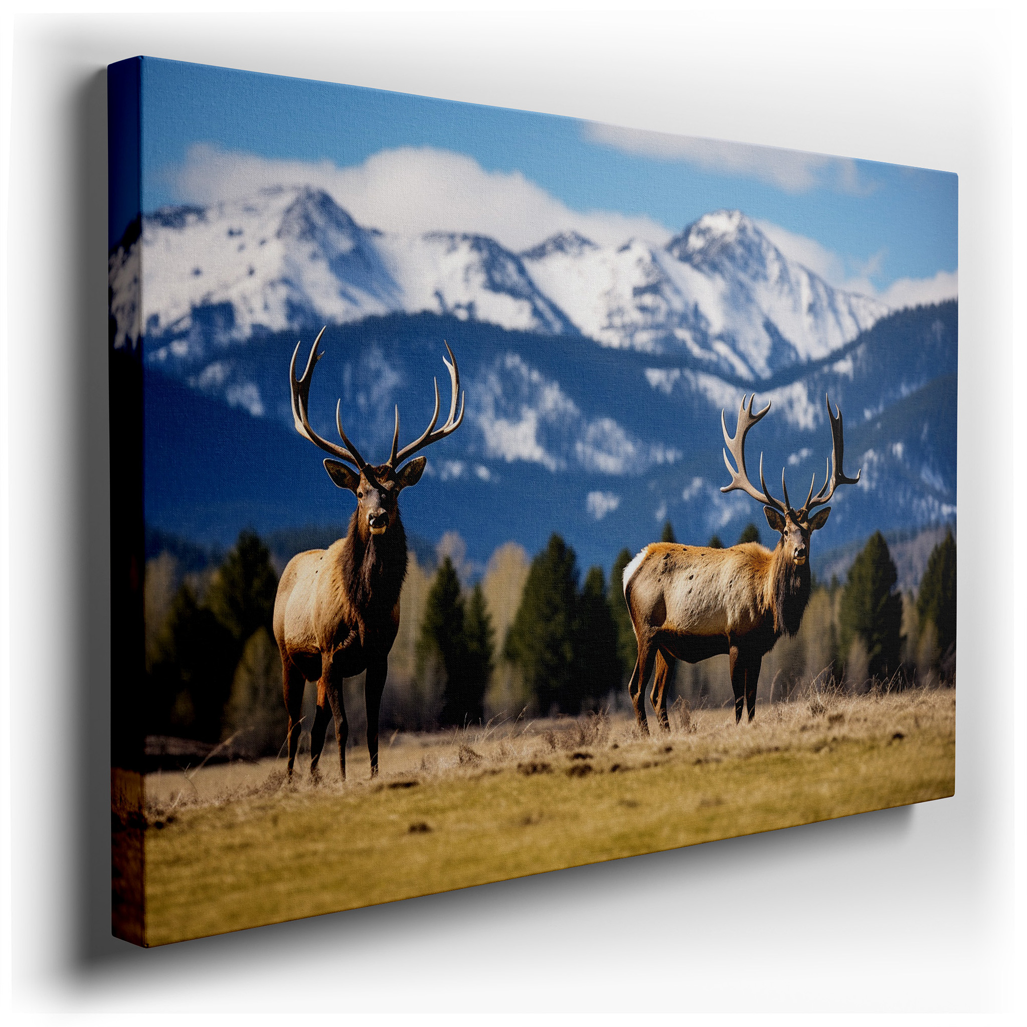 Majestic Elk in Expansive Grassy Field with Snow - Capped Mountains Panoramic Large Wall Art, Canvas Wall Decor for