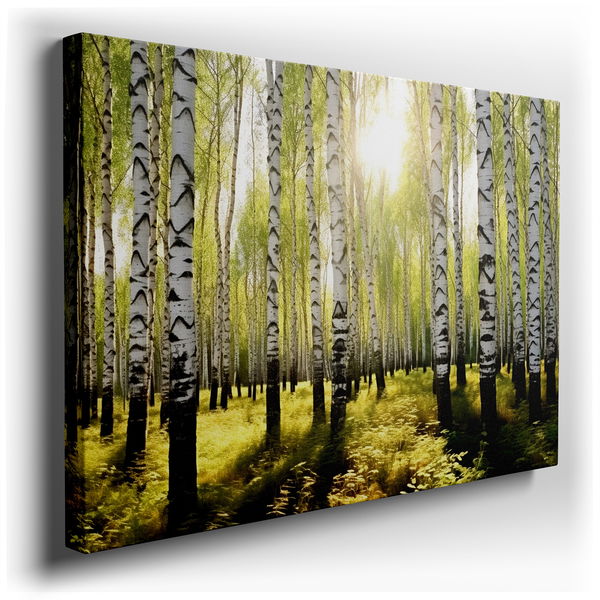 Serene Birch Forest in Sunlight - Canvas Art
