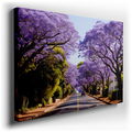 Serene Street with Majestic Jacaranda Trees - Vibrant Canvas Wall Art
