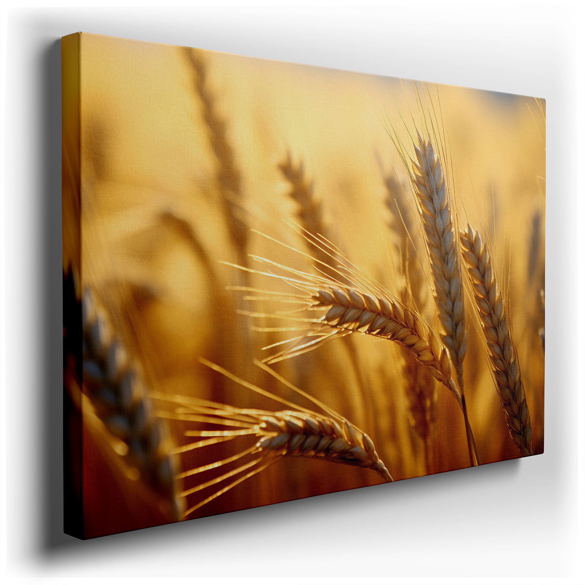Sunlit Golden Wheat Spike: A Symbol of Growth and Warmth - Large Wall Art, Canvas Wall Art, Wall Decor for Office and