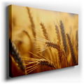 Sunlit Golden Wheat Spike - Warm Nature Canvas Wall Art
