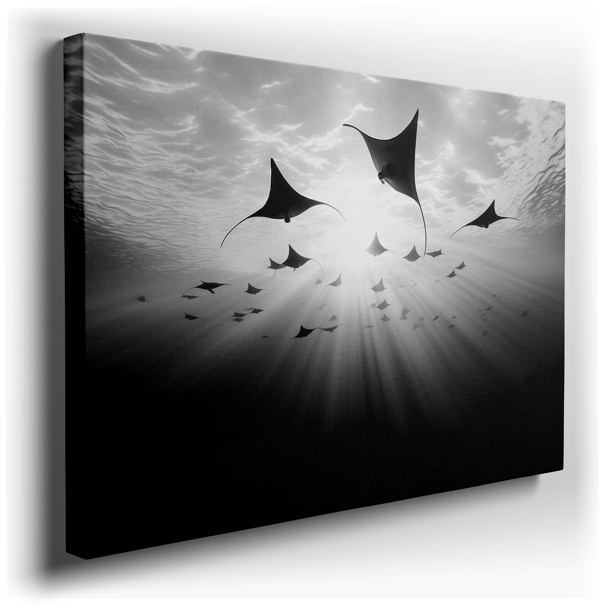 Wall Decor: Elegant Manta Rays Glide Through Tranquil Waters, a Dance of Light and Shadow - Large Canvas Art for Office